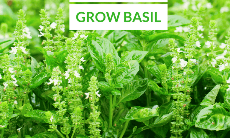 How To Grow Basil