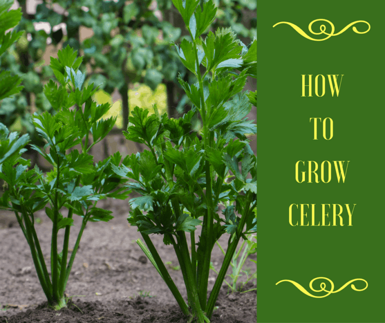 The Ultimate Guide On How To Grow Celery