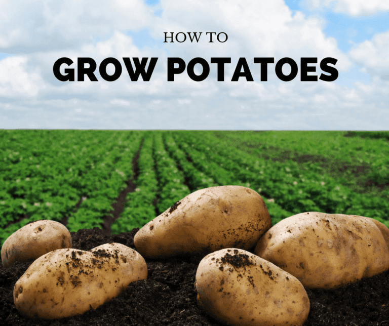 How To Grow Potatoes: A Step by Step Tutorial