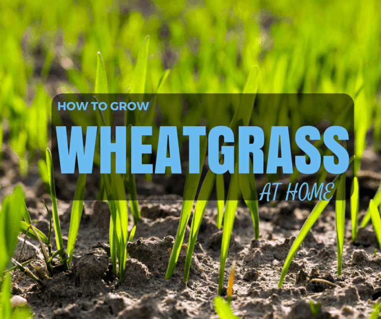 How to Grow Wheatgrass at Home