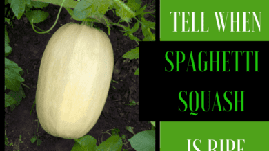 How To Tell When Spaghetti Squash Is Ripe