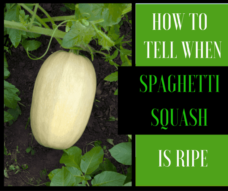 Discover 4 Ways of How To Tell When Spaghetti Squash Is Ripe