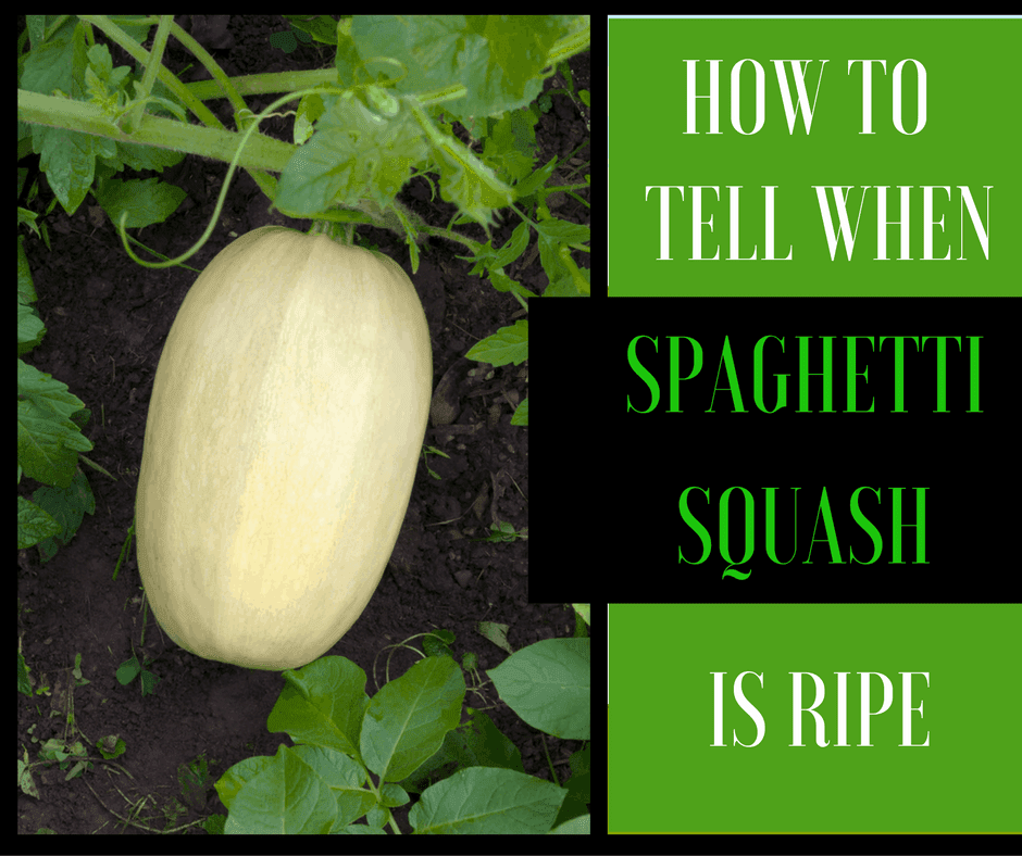 how to tell when spaghetti squash is ripe