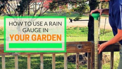 How To Use A Rain Gauge In Your Garden
