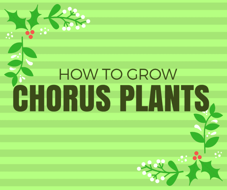 How To Grow Chorus Plants: The Ultimate Guide