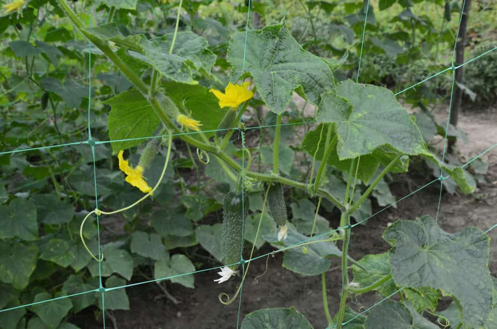 Is It Better To Grow Cucumbers On A Trellis Or In The Ground
