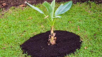 Is It Possible To Grow Banana Plants At Home