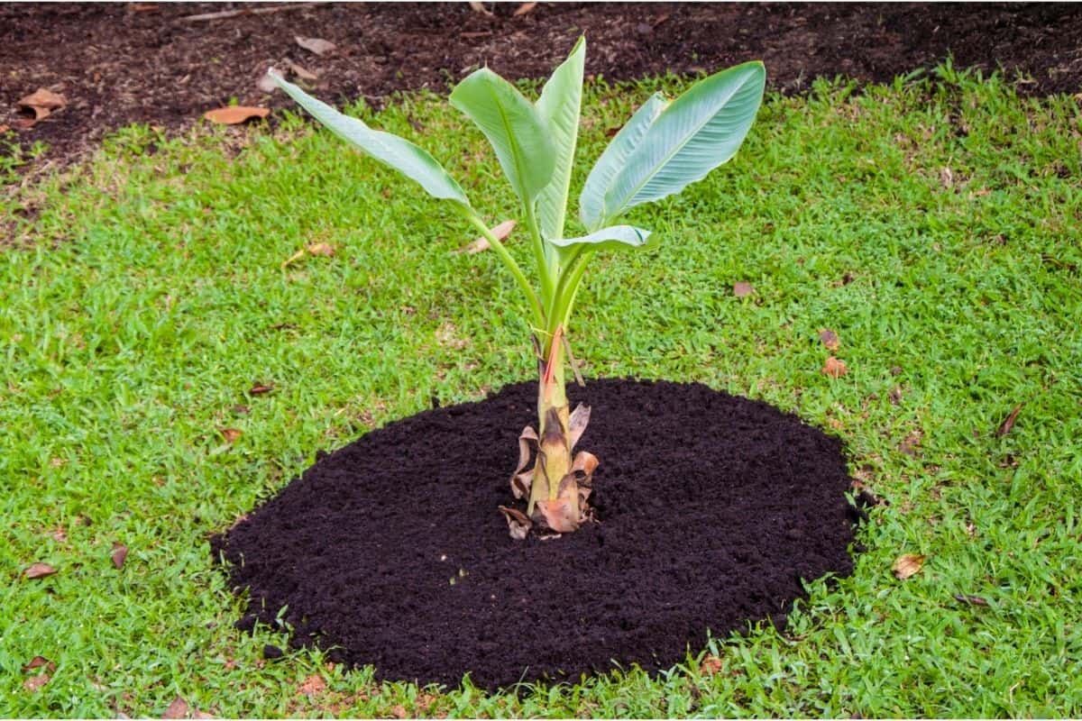 Is It Possible To Grow Banana Plants At Home?