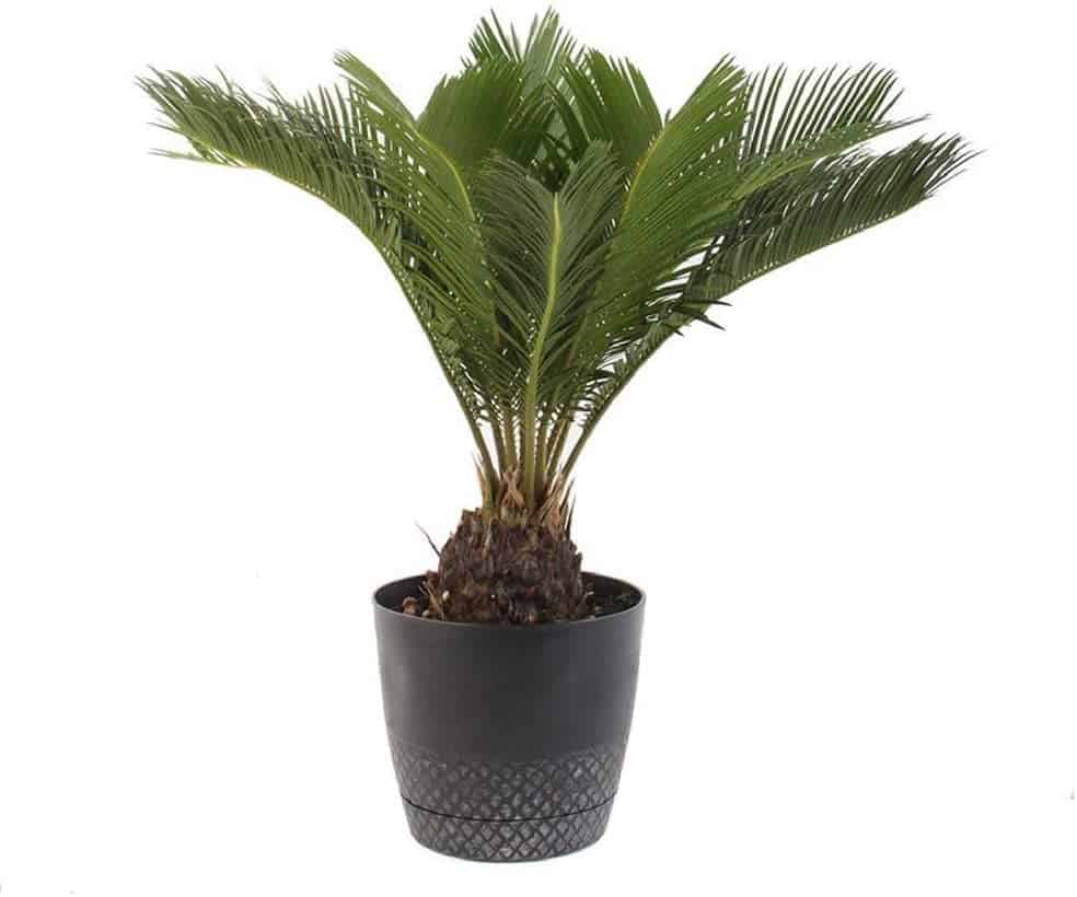 King Sago Palm Tree