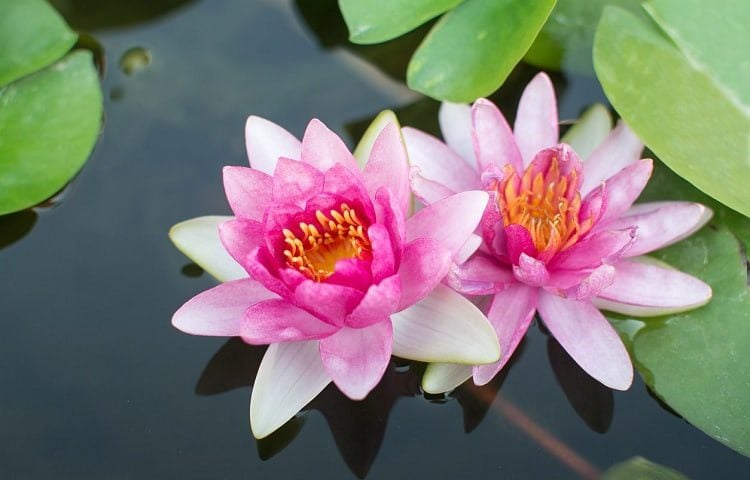 #20 Lotus