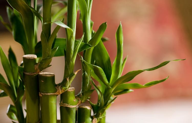 Top Tips for Conquering the Lucky Bamboo