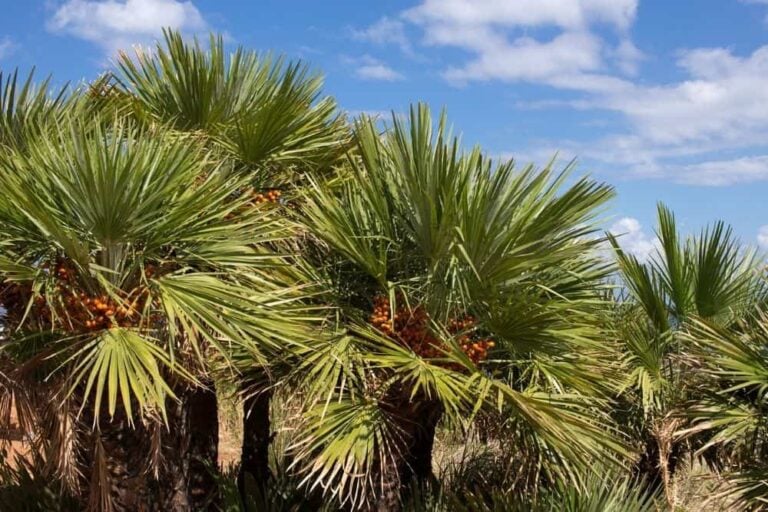 Coconut Tree VS Palm Tree