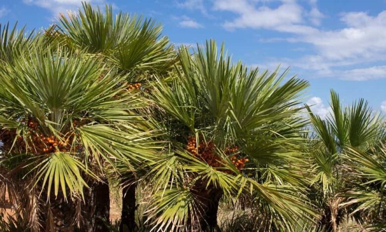 Mediterranean Dwarf Palm