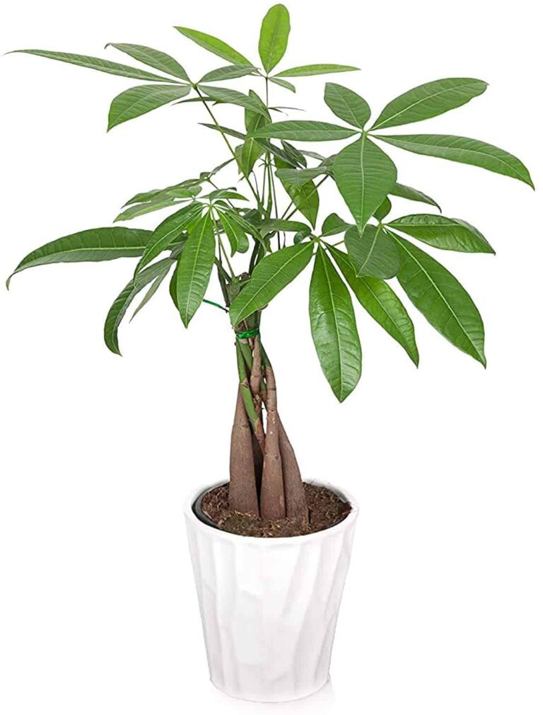 10 Best Indoor Low Light Trees: Tall Plants that Don’t Need Sunlight