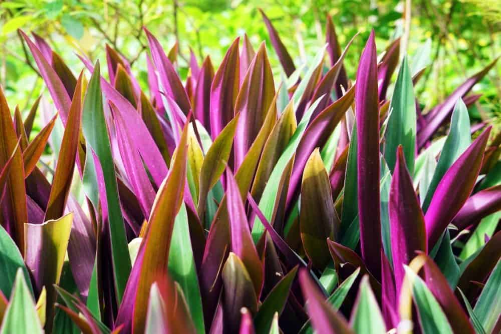 Moses-In-The-Cradle (Tradescantia Spathacea)