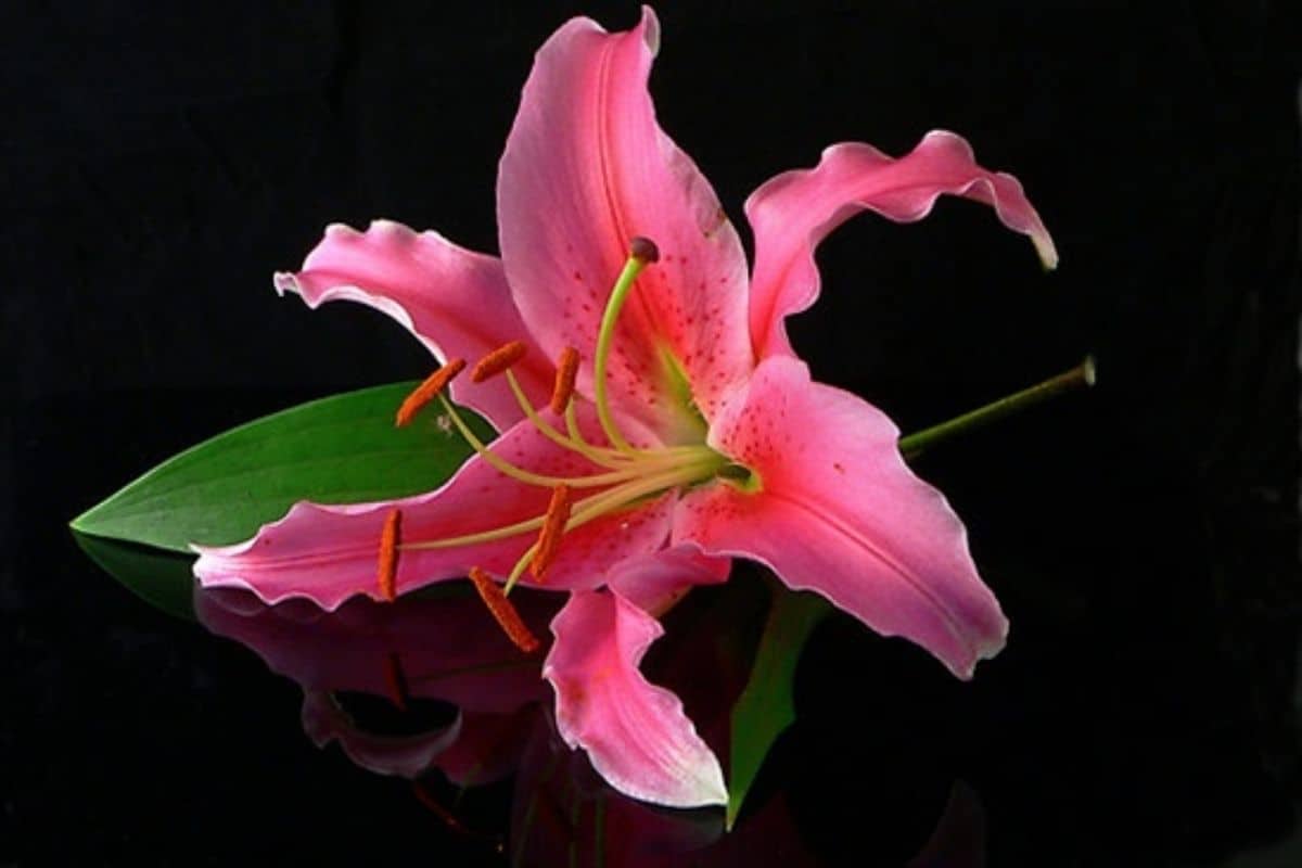 Oriental Acapulco Lily 