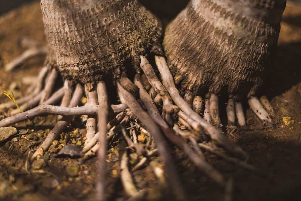 Palm Tree Roots How Deep Do They Grow Facts Properly Rooted