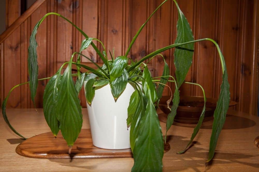 Peace Lily Drooping - Causes + How to Revive a Wilting Spathiphyllum