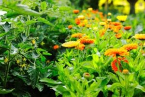Permaculture 101 Companion Plants For Tomatoes