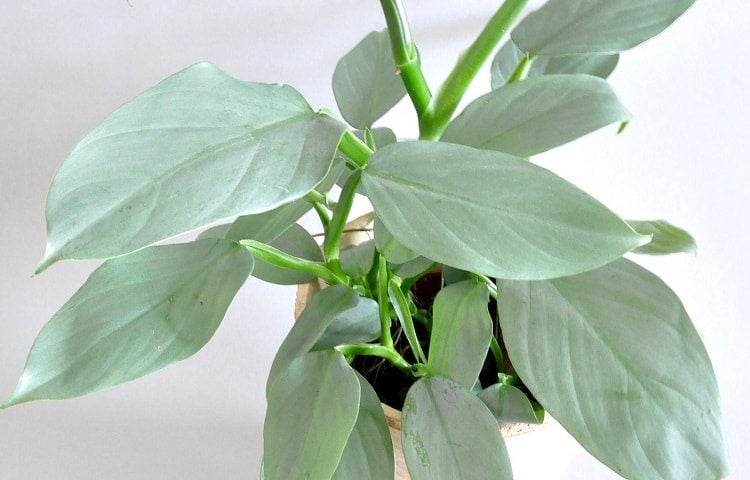 Silwer Sword Philodendron