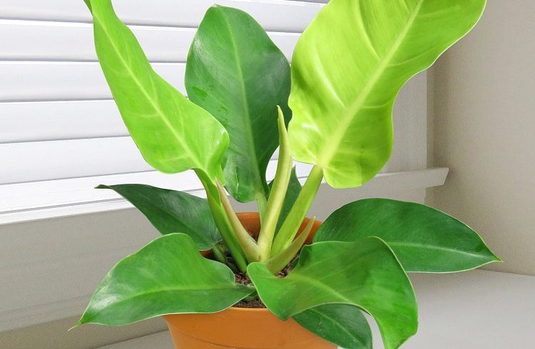 Philodendron Moonlight Review