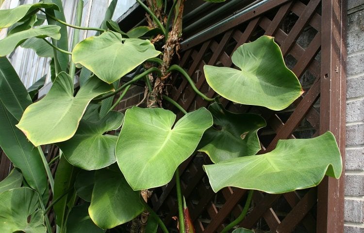 Philodendron Rugosum Type