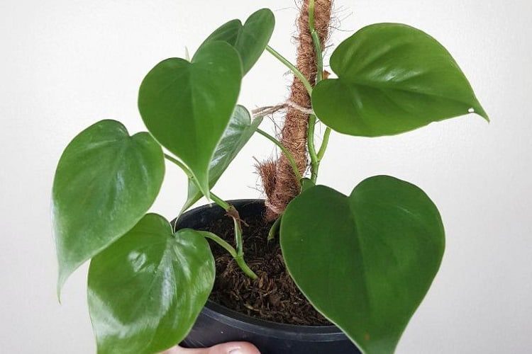 Philodendron hederaceum type
