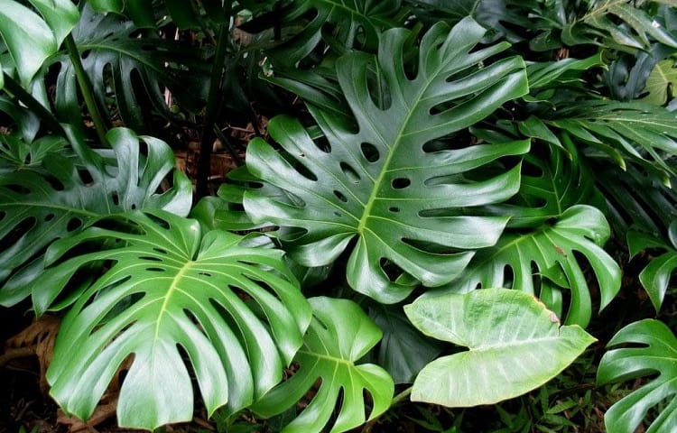 Types of Philodendron