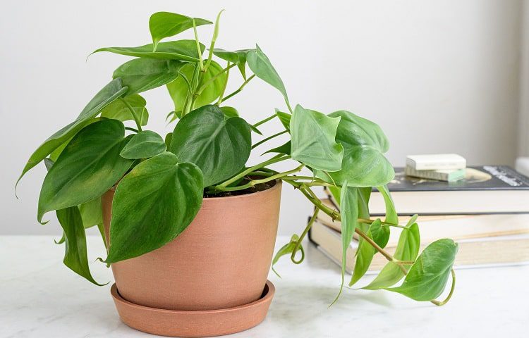 #19 Philodendron