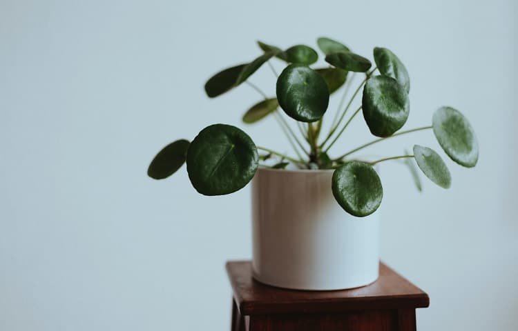 Pilea Peperomioides Care: The Ultimate Guide