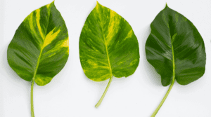 Pothos Leaves 1 1