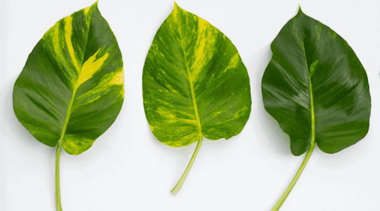 Pothos Leaves Turning Yellow: Why, and How to Fix Them