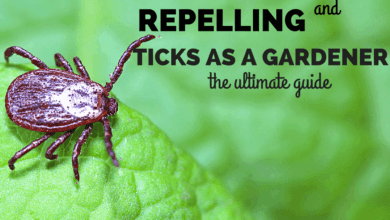 Preventing And Repelling Ticks As A Gardener The Ultimate Guide