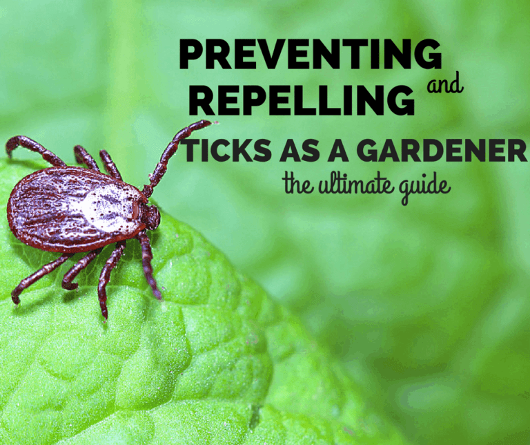 A Guide on Preventing and Repelling Ticks as A Gardener