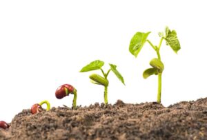 Reasons Your Seeds Might Not Be Germinating