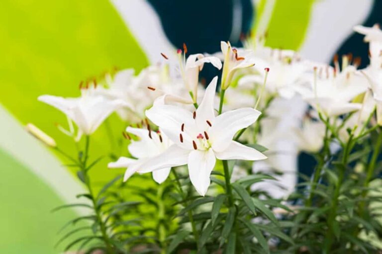 30 Different Types Of Lilies (With Pictures) & How To Grow Them