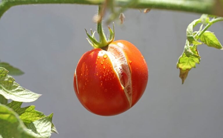 Knowing When to Pick Tomatoes