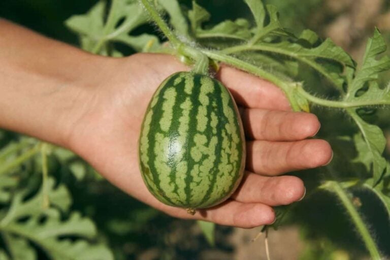 How To Grow Watermelon (Detailed Instructions)