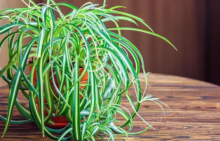 Properly Caring for Your Spider Plant