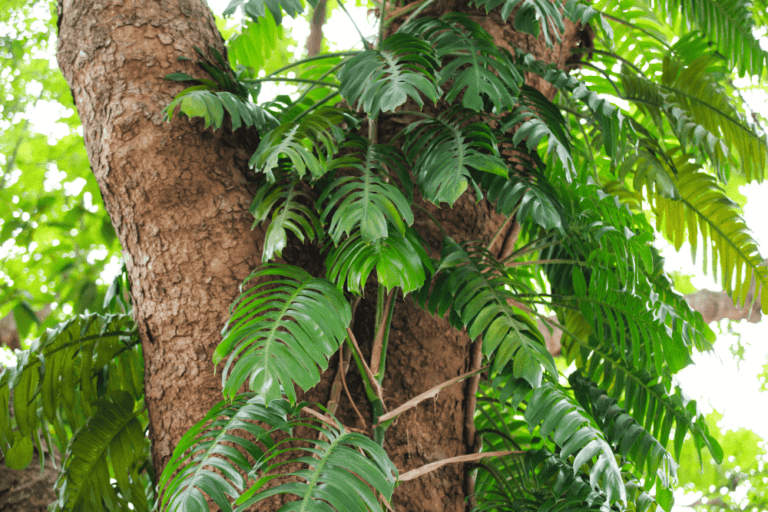 Split Leaf Philodendron: The Ultimate Care Guide