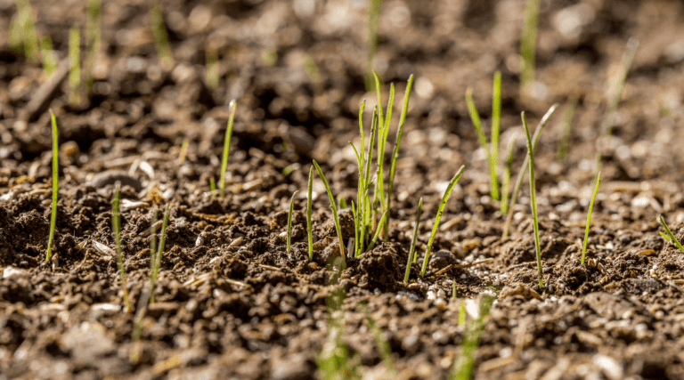 Will Grass Seed Grow if Not Covered with Soil?