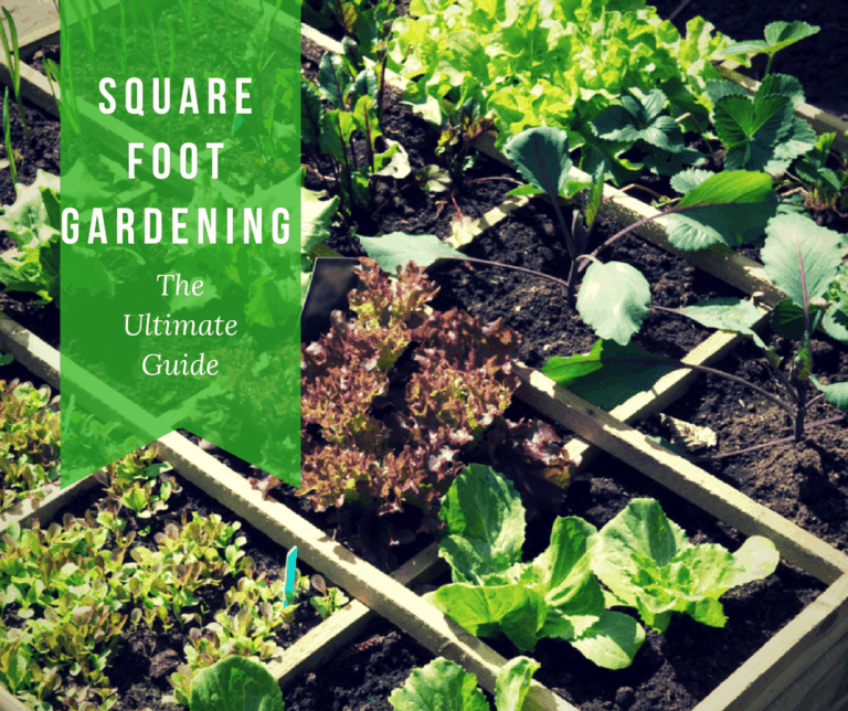 Square Foot Gardening: The Ultimate “How To” Guide