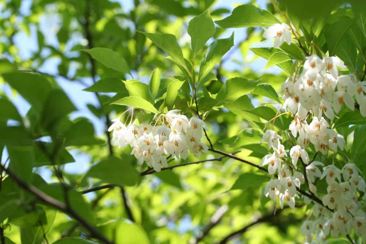 Styrax Japonicus (Japanese Snowbell)
