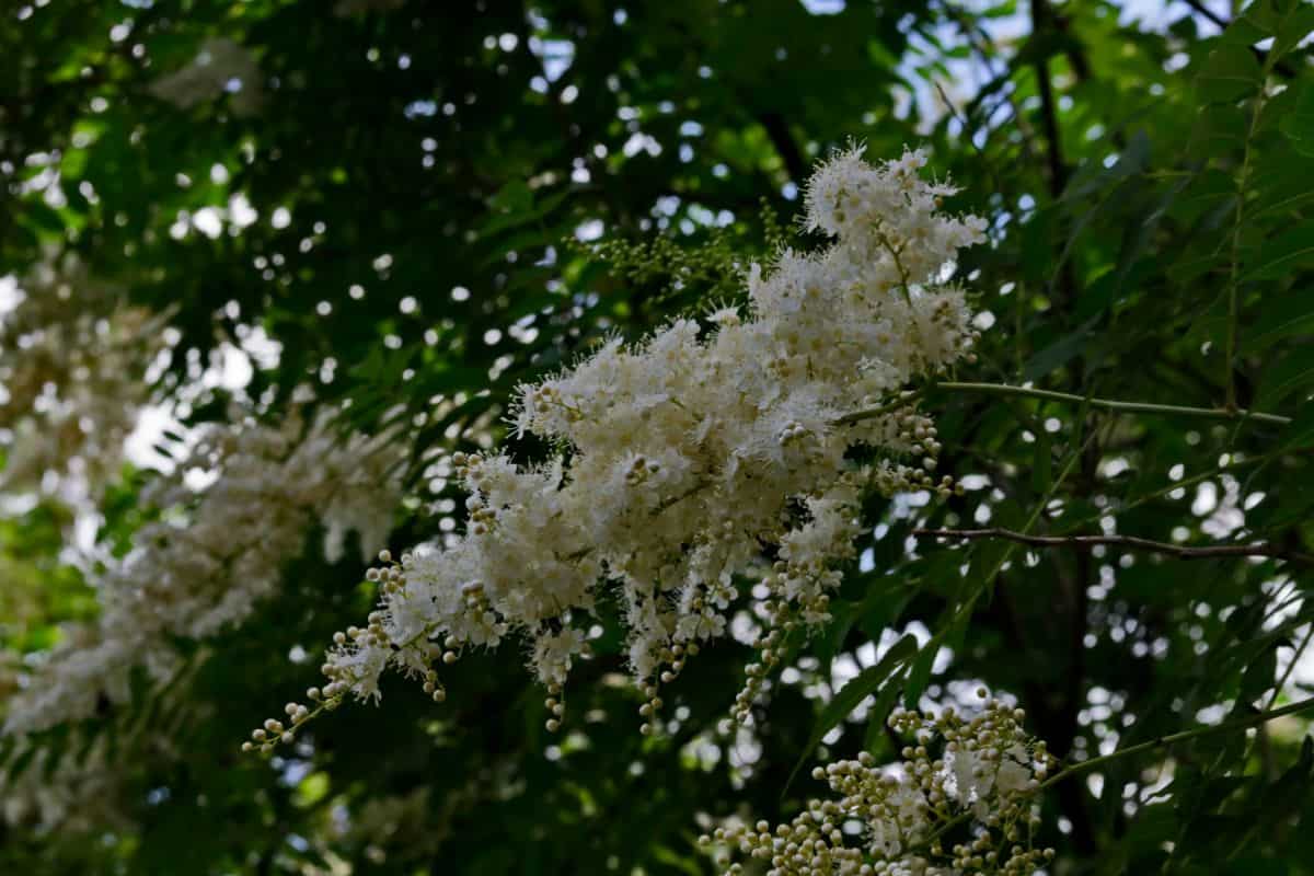 Syringa Reticulata (Japanese Tree Lilac)