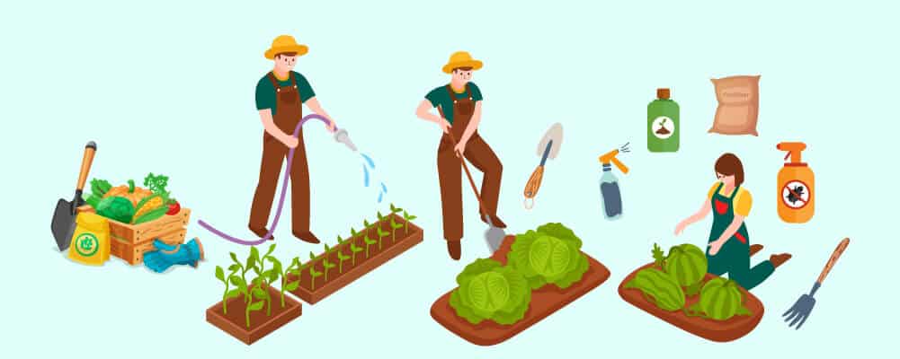 The Basics of Growing a Vegetable Garden