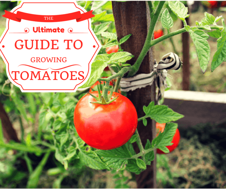 The Ultimate Guide To Growing Tomatoes