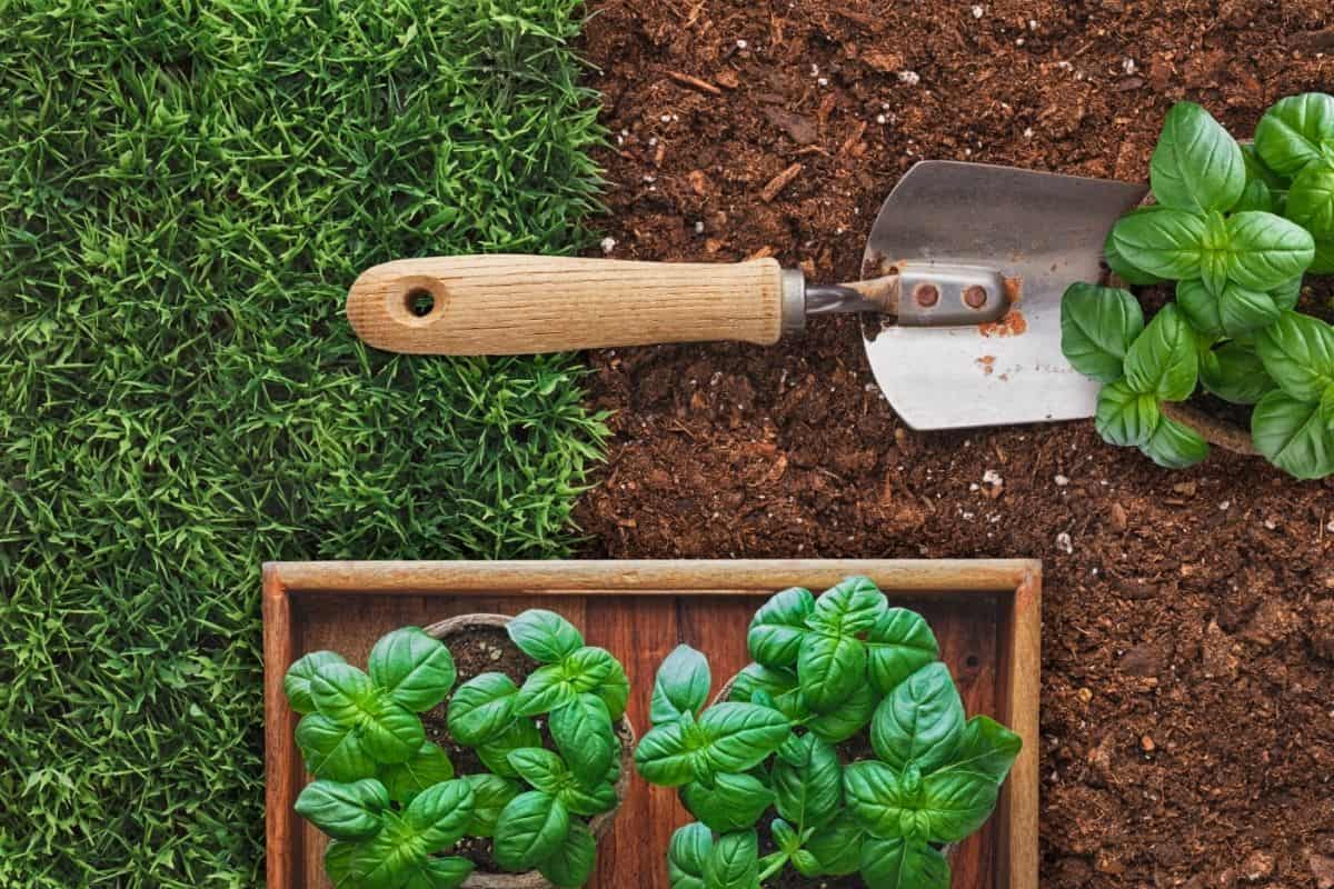 Time Of Year To Plant Your Basil Plants