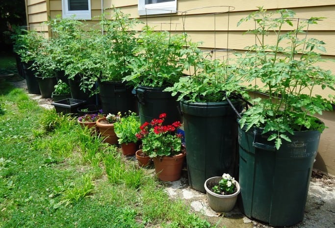 Tomato plants growing in garbage cans June 2013 Summit NJ