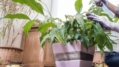 Watering a Peace Lily