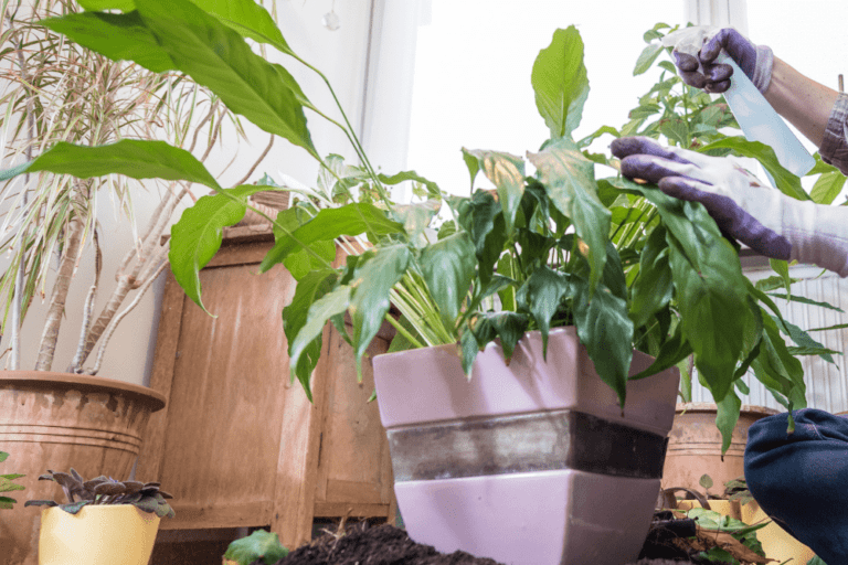 Overwatered Peace Lily – Signs + How to Revive the Plant
